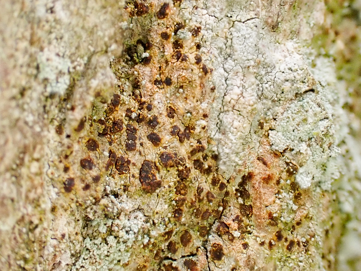 Arthonia vinosa (door Arne van Wingerden)