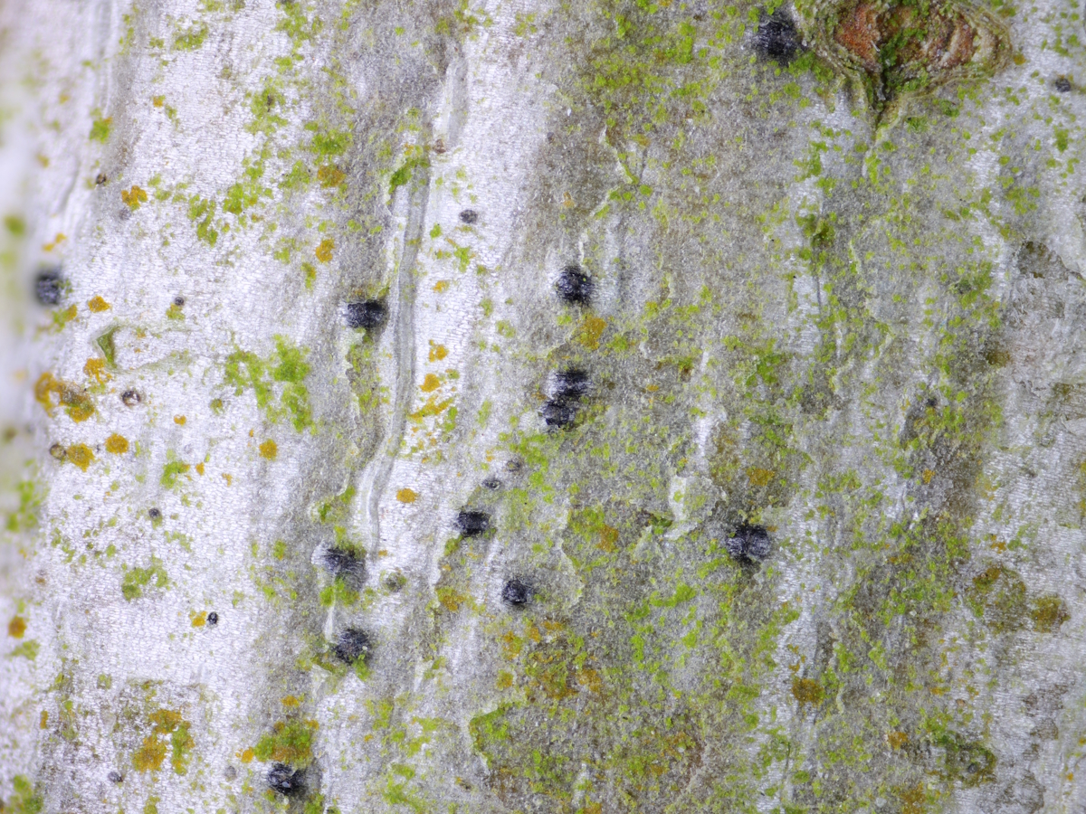 Arthopyrenia callunae (door Henk-Jan van der Kolk)