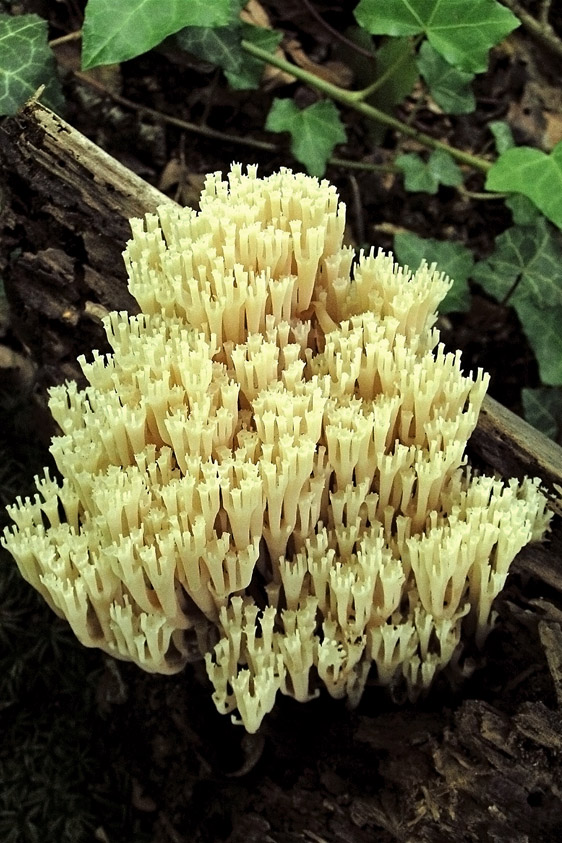 Artomyces pyxidatus (door Henk Huijser)