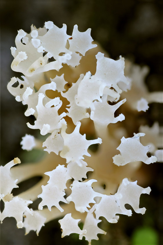 Artomyces pyxidatus (door Henk Huijser)