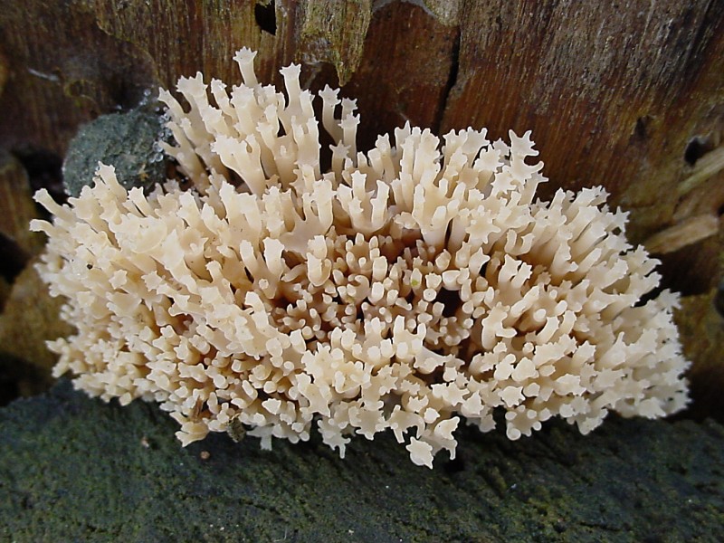 Artomyces pyxidatus (door Jeanne Lauwen)