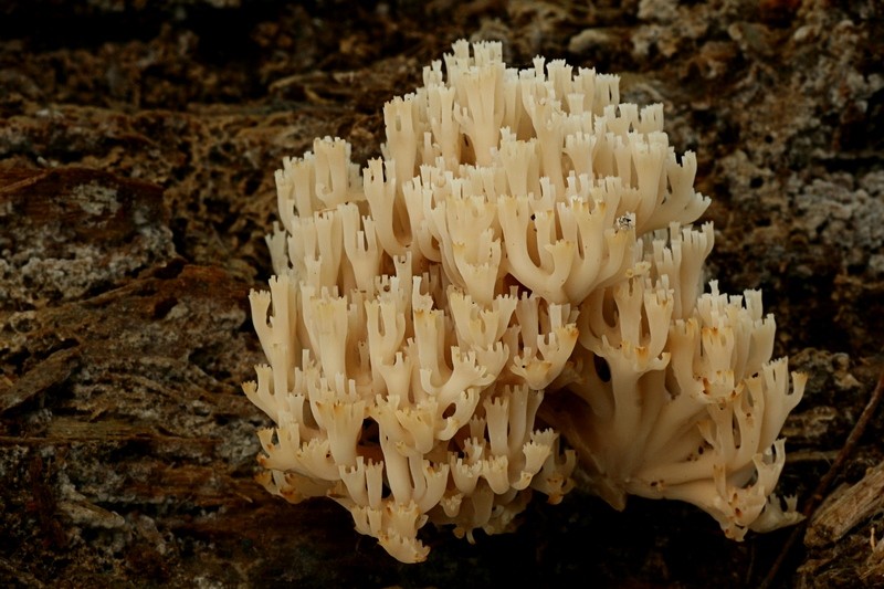 Artomyces pyxidatus (door Cees Klomp)