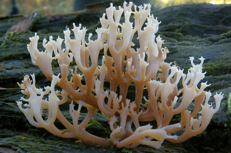 Artomyces pyxidatus (door Herman ten Grotenhuis)