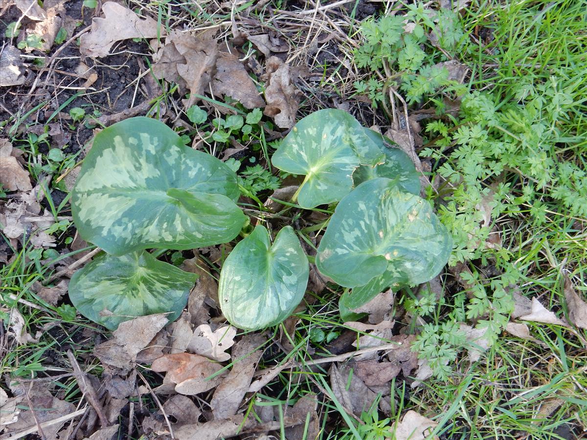 Arum concinnatum (door Peter Meininger)