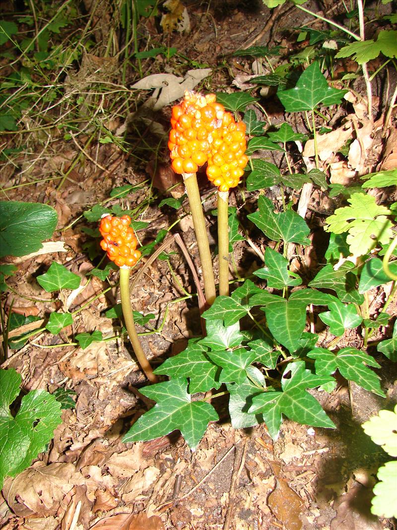 Arum maculatum (door Adrie van Heerden)