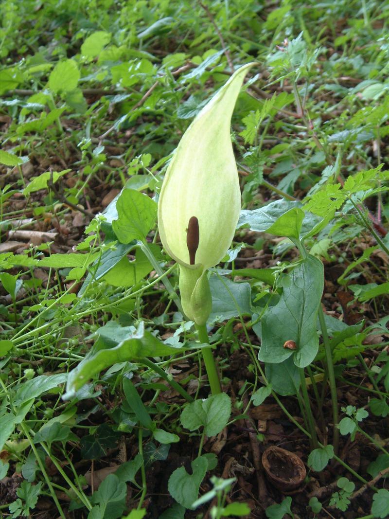 Arum maculatum (door Adrie van Heerden)