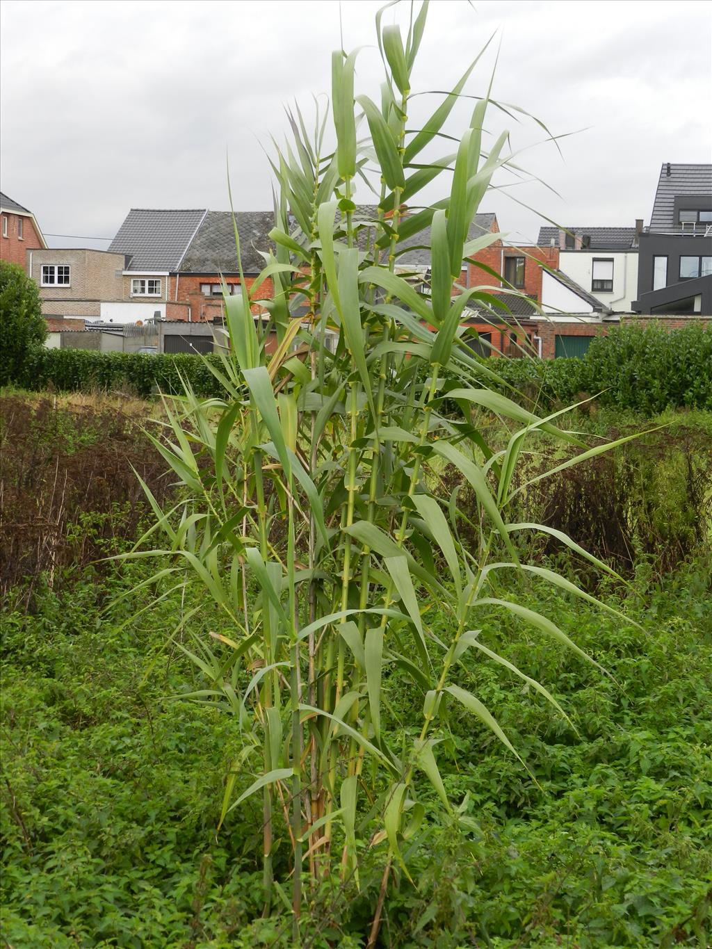 Arundo donax (door Rutger Barendse)