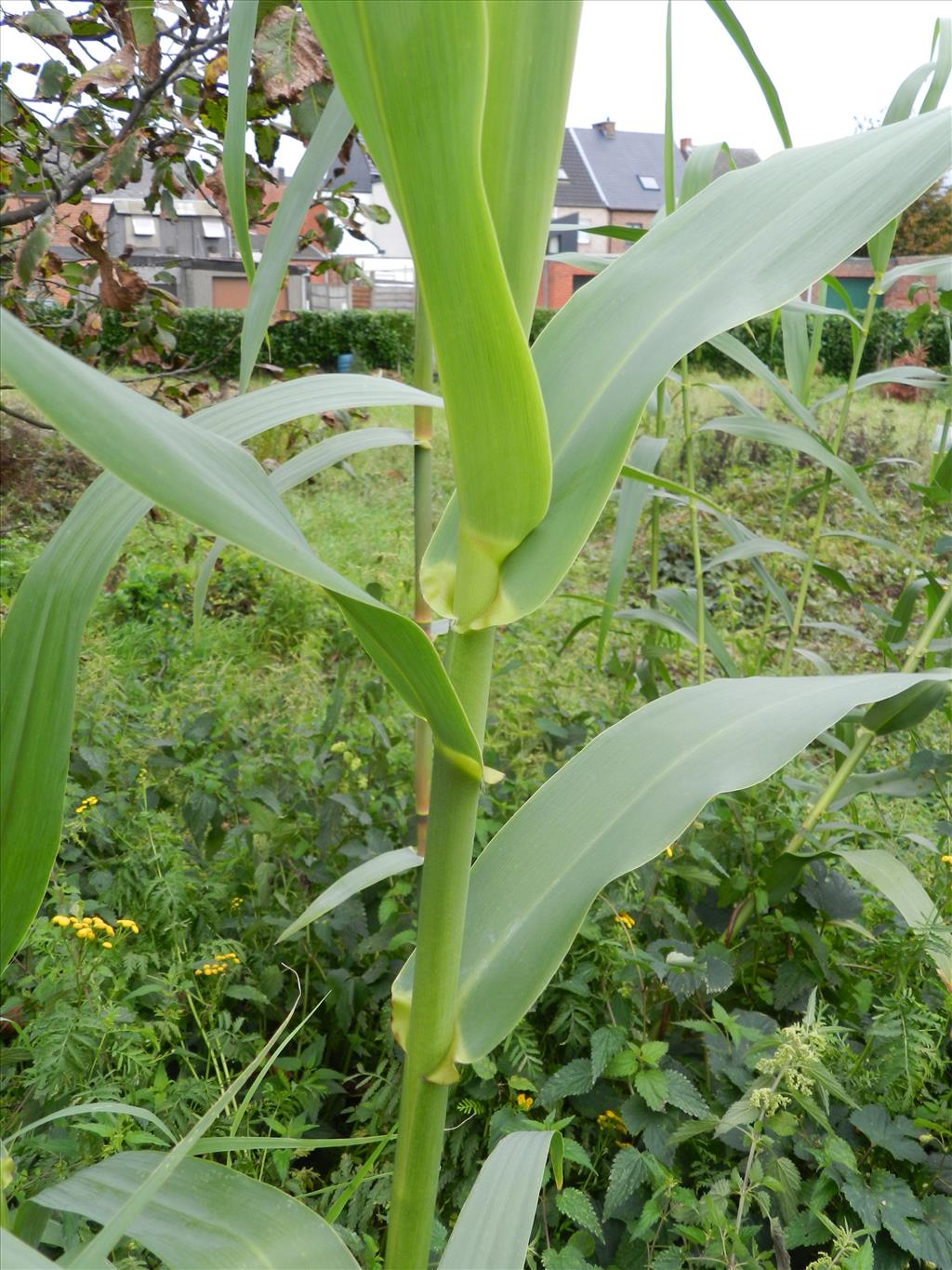 Arundo donax (door Rutger Barendse)