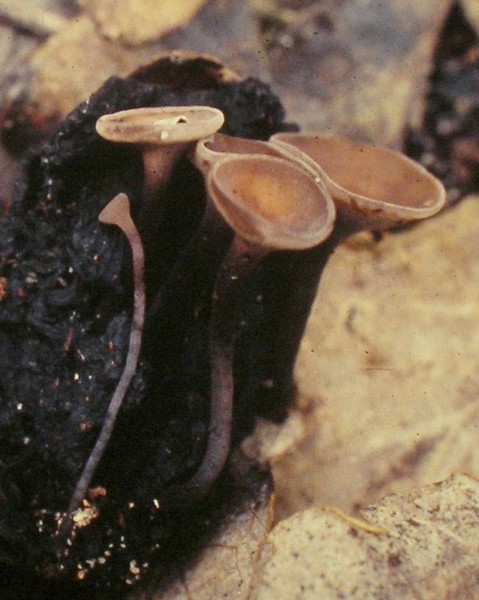 Ciboria pseudotuberosa (door Aldert Gutter)