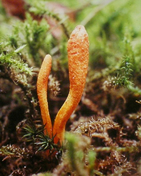 Cordyceps militaris (door Aldert Gutter)