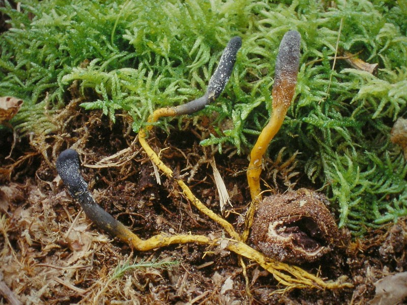 Elaphocordyceps ophioglossoides (door Aldert Gutter)