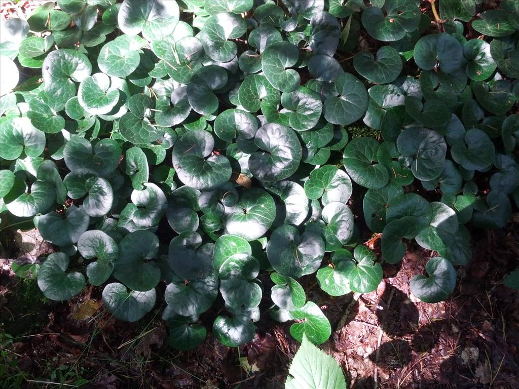 Asarum europaeum (door Ruud Beringen)