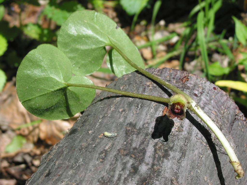 Asarum europaeum (door Gertjan van Mill)