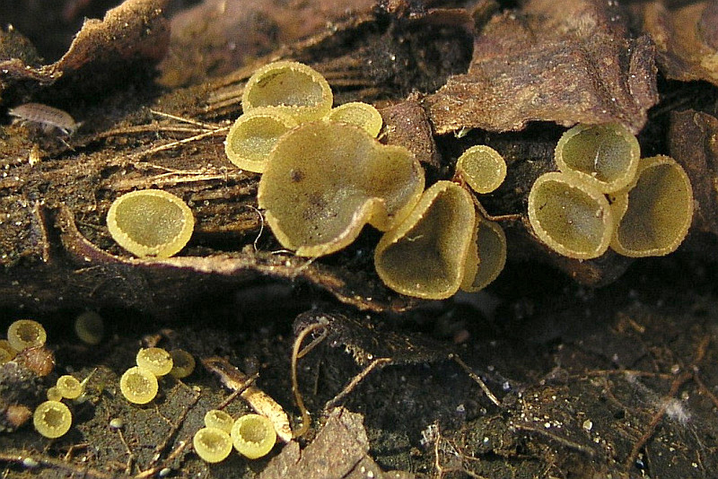Ascobolus foliicola (door Ron Bronckers)