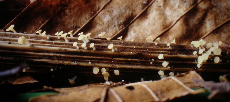 Hymenoscyphus scutula (door Aldert Gutter)