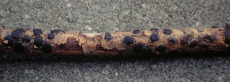 Diatrype bullata (door Aldert Gutter)