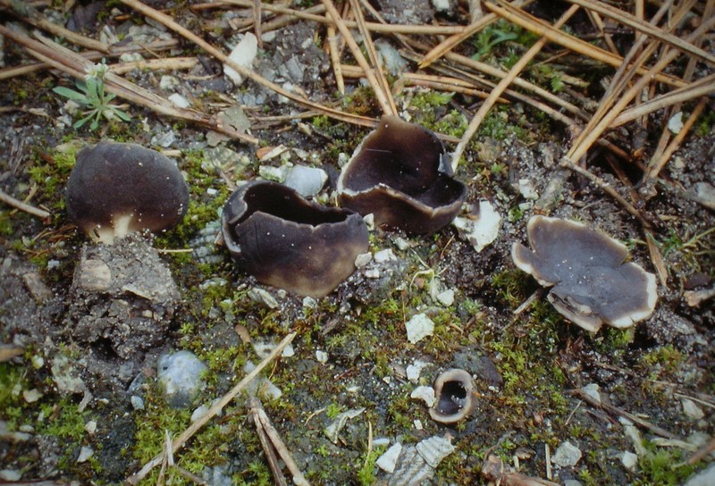 Helvella leucomelaena (door Aldert Gutter)