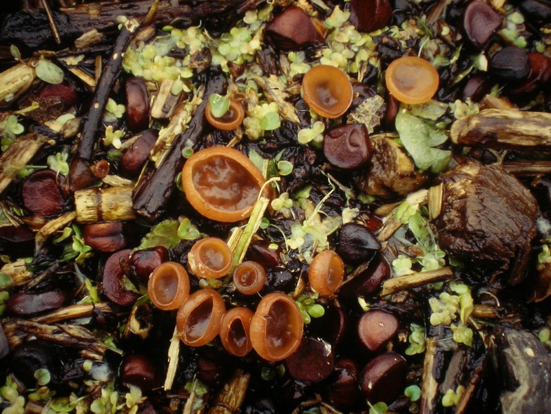 Sclerotinia sulcata (door Aldert Gutter)