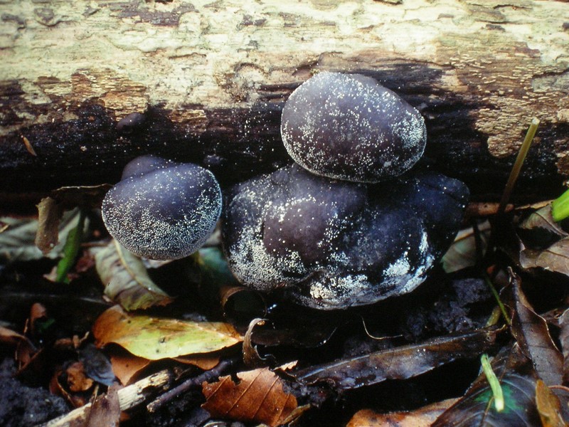 Daldinia concentrica (door Aldert Gutter)