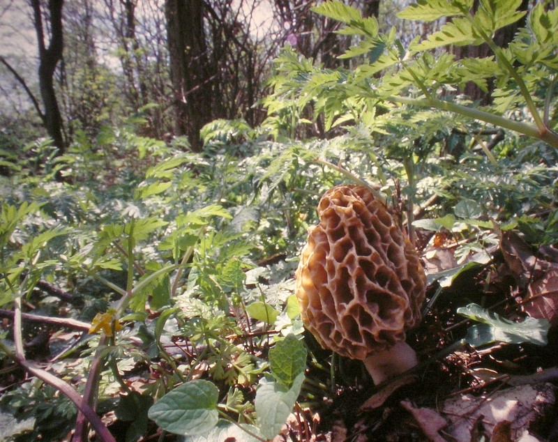 Morchella esculenta sl, incl. americana, vulgaris (door Aldert Gutter)