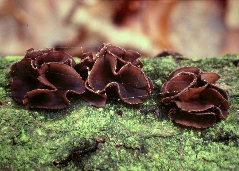 Encoelia fascicularis (door Aldert Gutter)