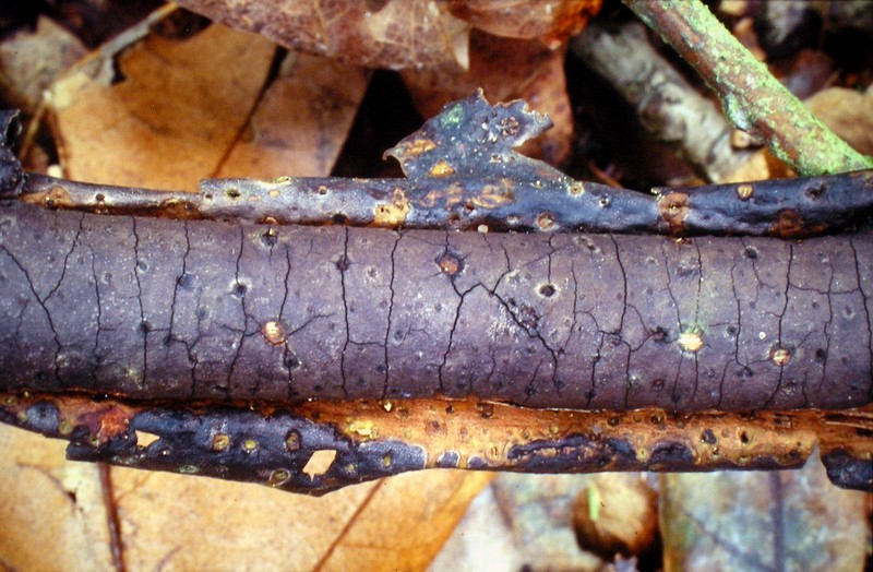 Diatrype stigma sl, incl. decorticata, undulata (door Aldert Gutter)