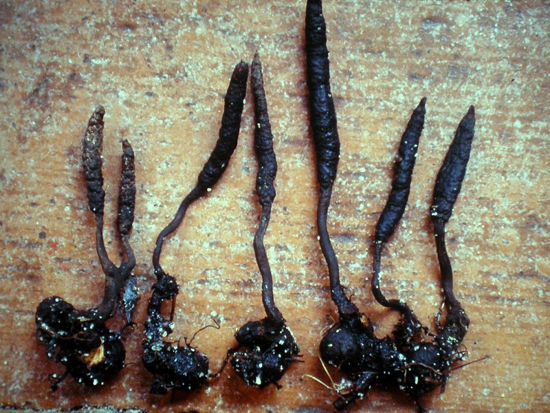 Xylaria oxyacanthae (door Aldert Gutter)