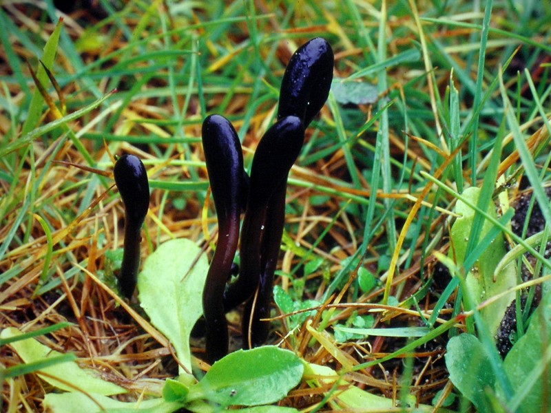 Geoglossum glutinosum (door Aldert Gutter)