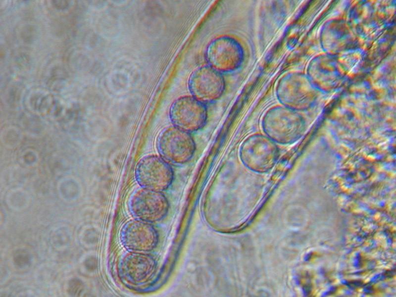 Ascobolus brassicae (door Christiane Baethcke)