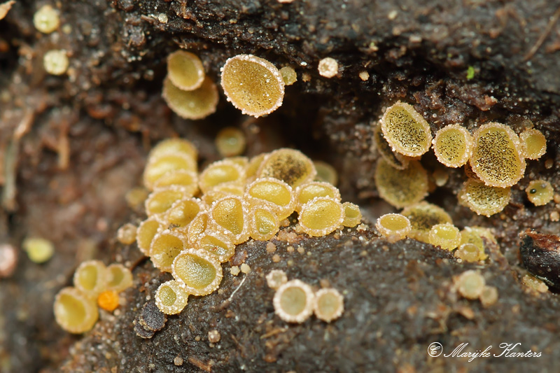 Ascobolus stercorarius (door marijke kanters)