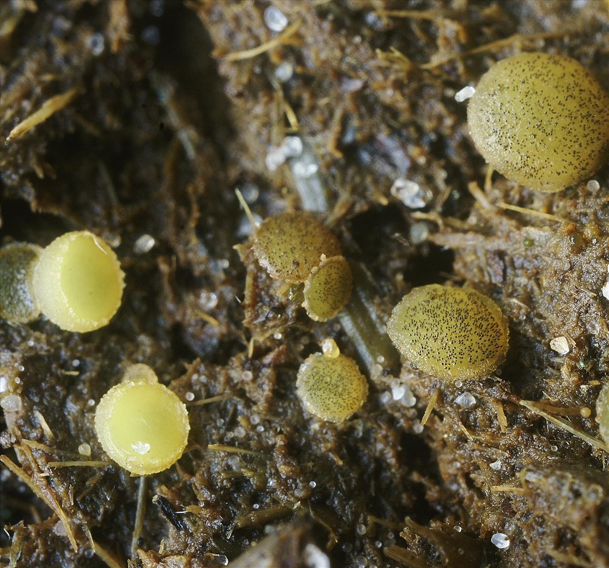 Ascobolus stercorarius (door Henk Remijn)