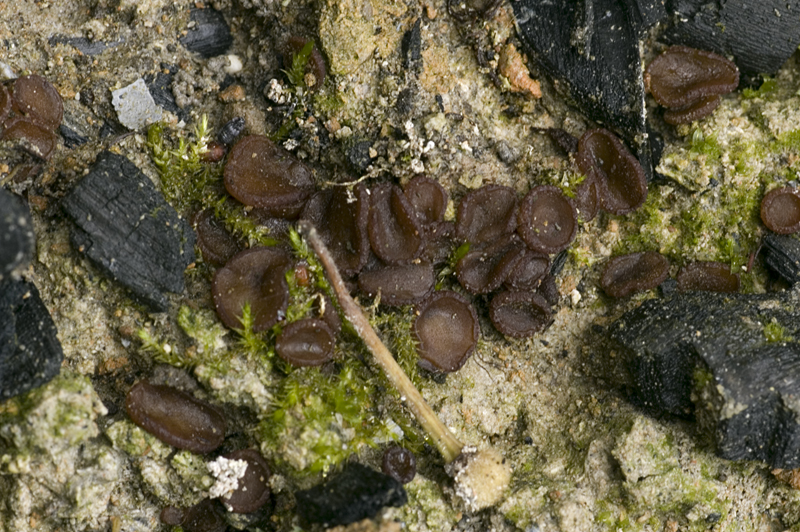 Ascobolus carbonarius (door Nico Dam)