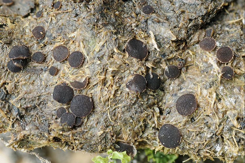 Ascobolus crenulatus (door Henk Huijser)