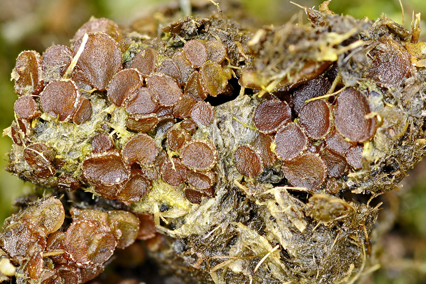 Ascobolus stercorarius (door Henk Huijser)