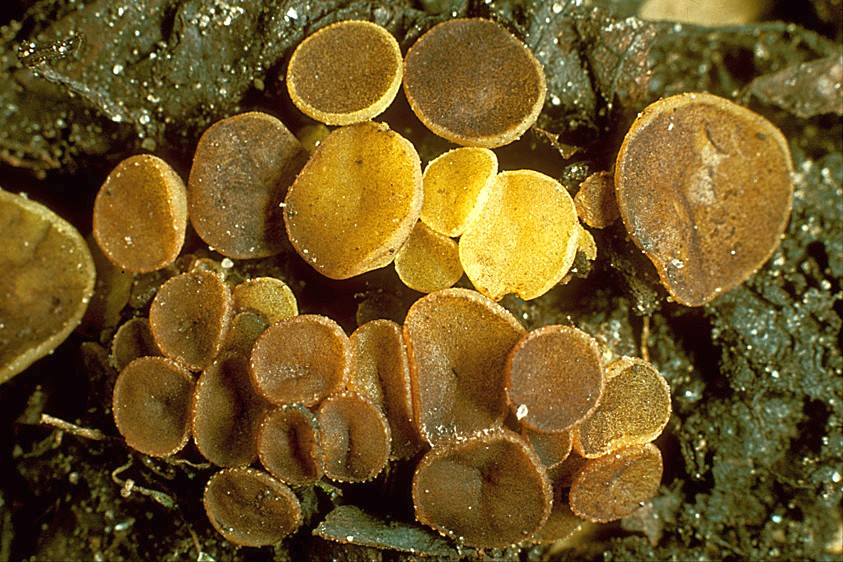 Ascobolus lignatilis (door Henk Huijser)