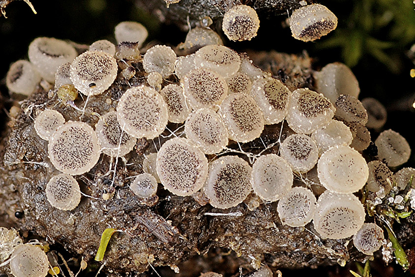 Ascobolus sacchariferus (door Henk Huijser)