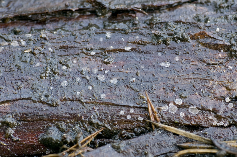 Ascocorticium anomalum var. juniperinum (door Nico Dam)