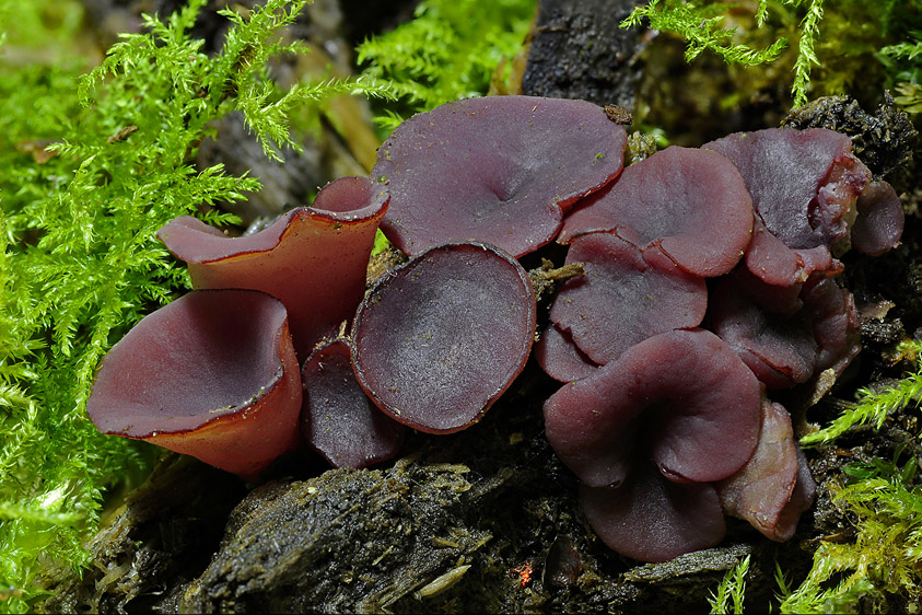 Ascocoryne cylichnium (door Henk Huijser)