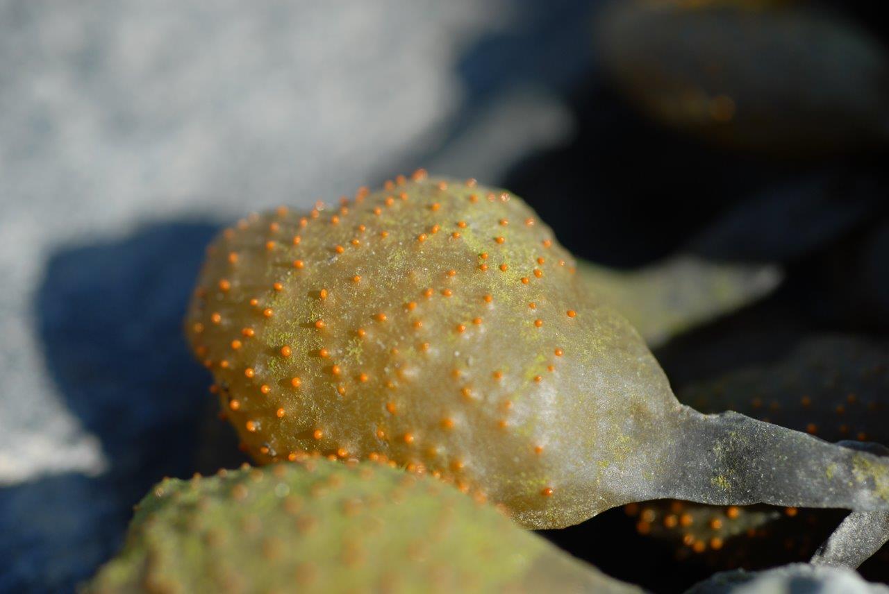 Ascophyllum nodosum (door Mart Karremans)