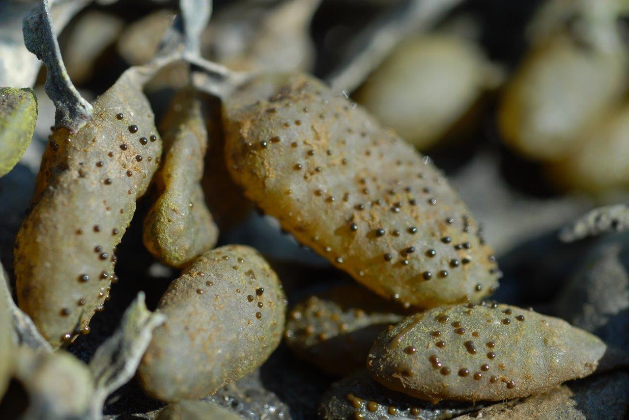 Ascophyllum nodosum (door Mart Karremans)