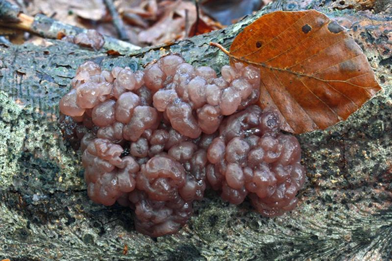 Ascotremella faginea (door Menno Boomsluiter)