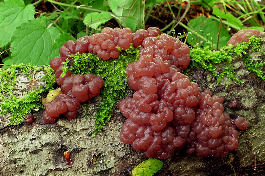 Ascotremella faginea (door Henk Huijser)