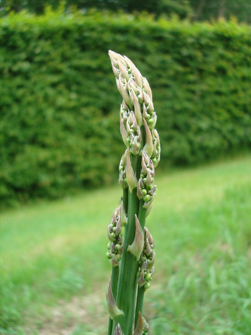 Asparagus officinalis (door Michael Inden)