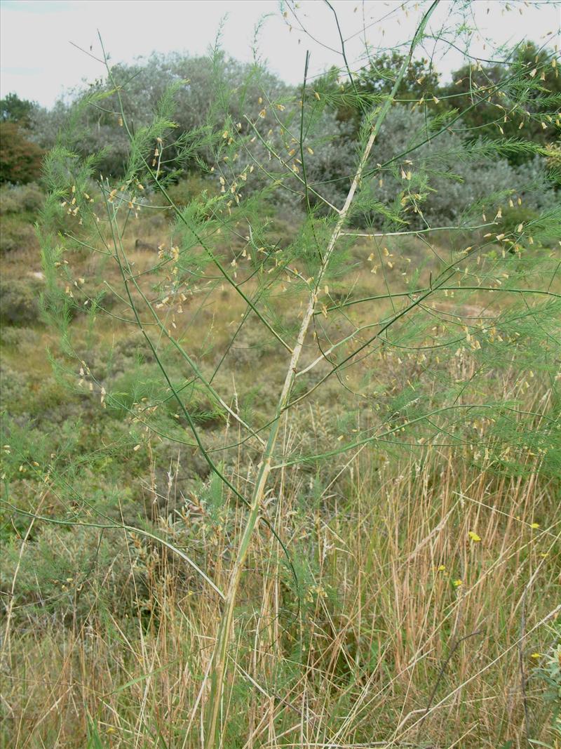 Asparagus officinalis subsp. officinalis (door Adrie van Heerden)