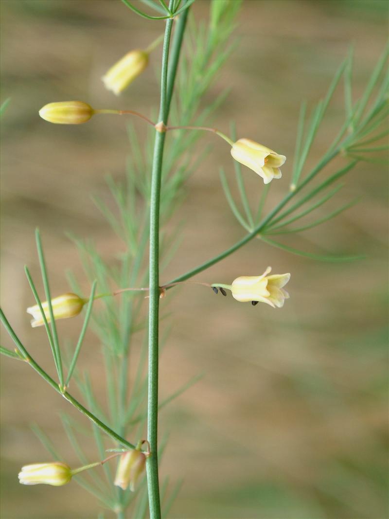 Asparagus officinalis subsp. officinalis (door Adrie van Heerden)