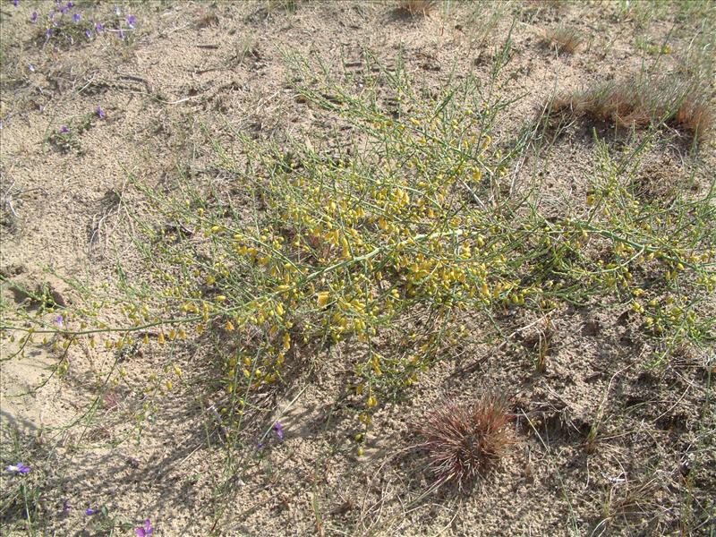 Asparagus officinalis subsp. prostratus (door Adrie van Heerden)