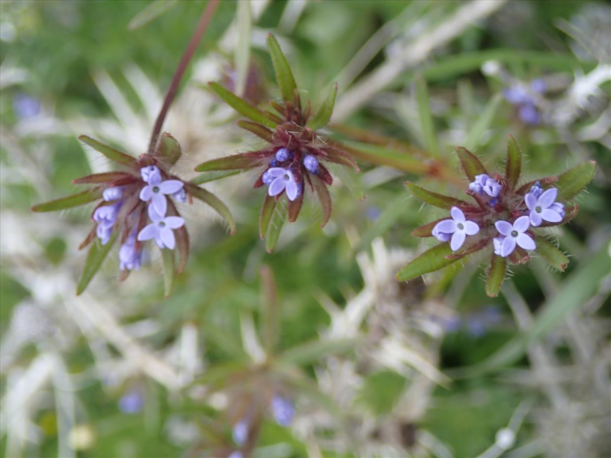 Asperula arvensis (door Adrie van Heerden)