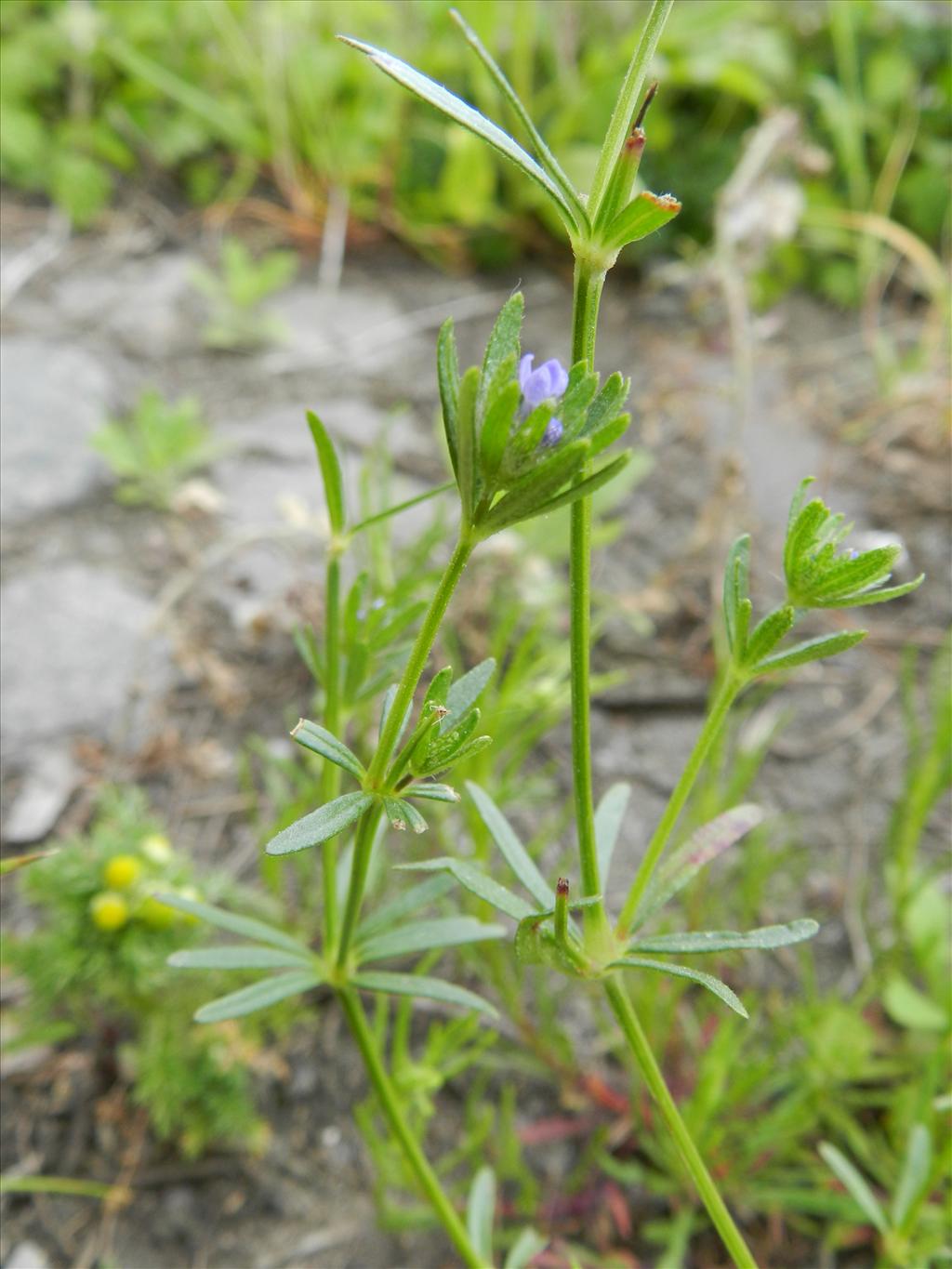 Asperula arvensis (door Rutger Barendse)