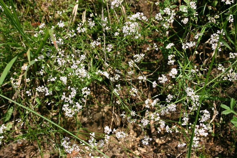 Asperula cynanchica (door Niels Jeurink)