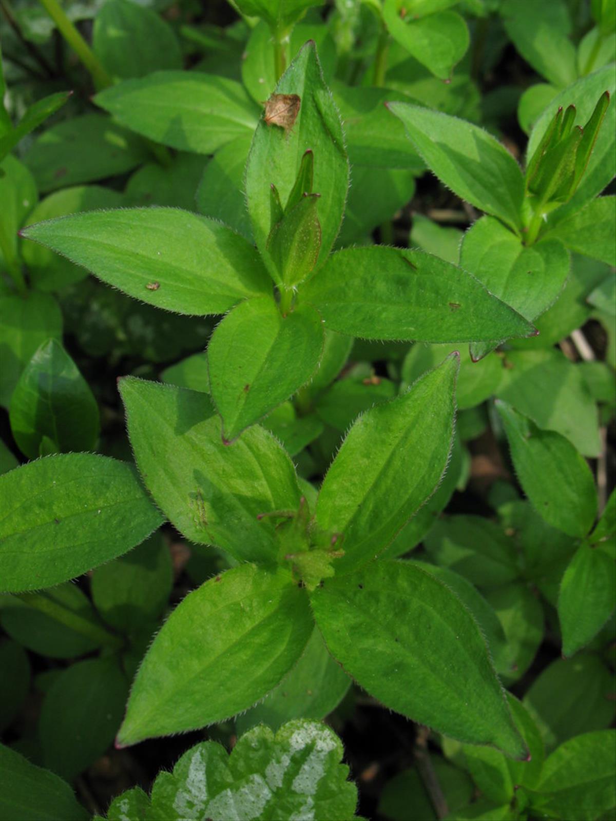 Asperula taurina (door Rutger Barendse)